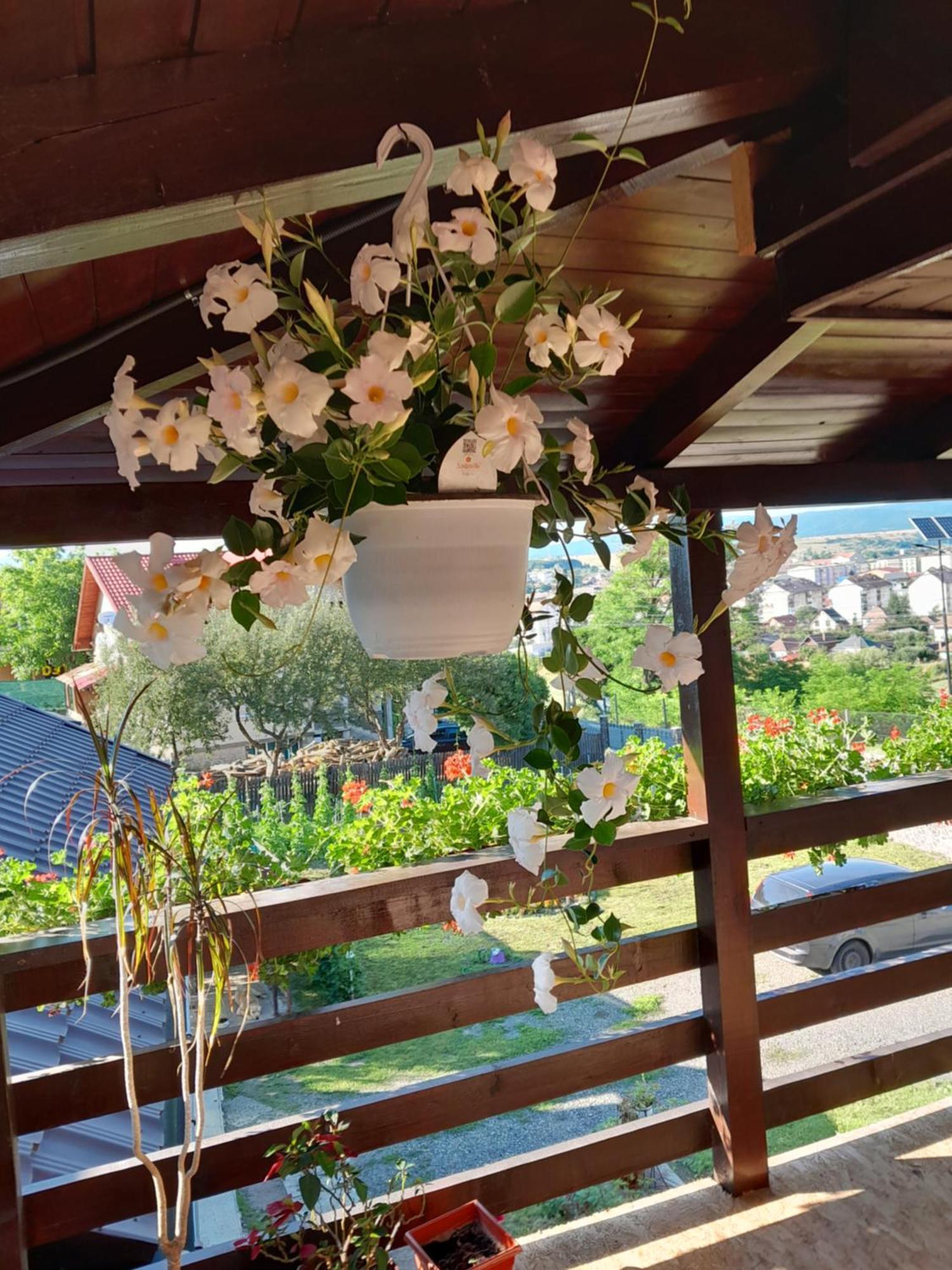 Casa Alex Hotel Maroshévíz Kültér fotó